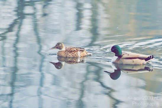Nature_Duck_Landscape_Photography_001_Canon_EOS_7D.JPG