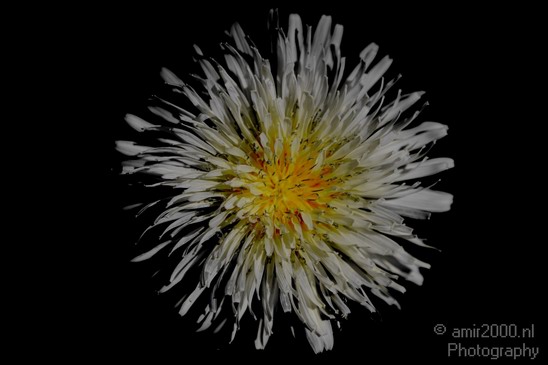 Nature_Flower_Spring_Landscape_Photography_005_Canon_EOS_7D.JPG