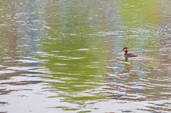 Nature_Great_Crested_Grebe_Landscape_Photography_001_Canon_EOS_5D_Mark_IV.JPG