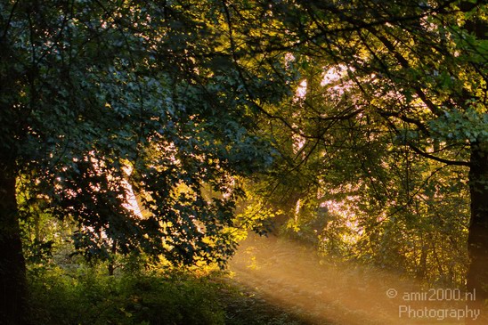 Nature_Summer_Morning_Amsterdam_Netherlands_Landscape_Photography_003_Canon_EOS_5D_Mark_IV.JPG
