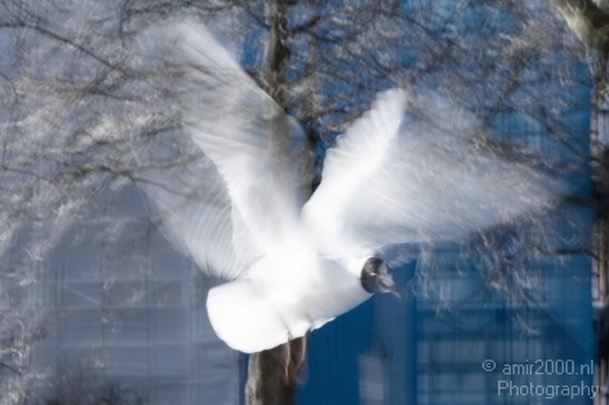 Nature_Wing_movement_Landscape_Photography_001_Canon_EOS_7D.JPG
