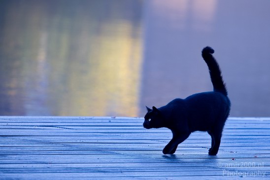 Nature_animals_Cat_Landscape_Photography_002_Canon_EOS_5D_Mark_IV.JPG