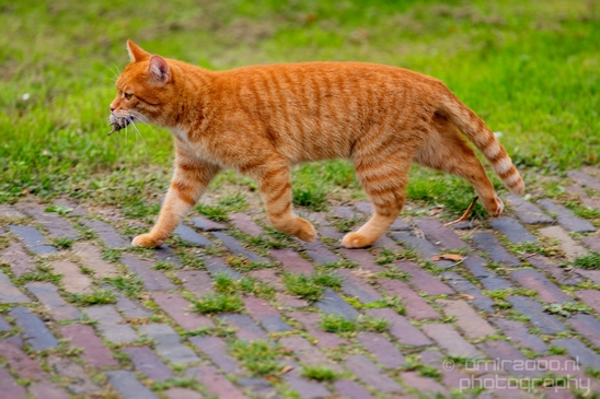 Nature_animals_Cat_Landscape_Photography_005_Canon_EOS_5D_Mark_IV.JPG