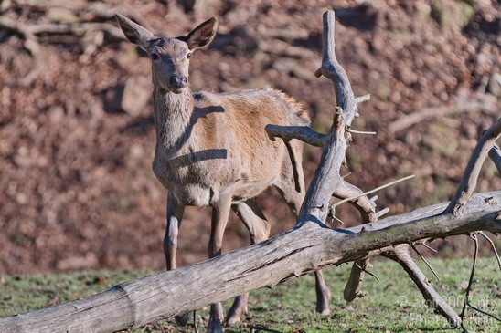 Nature_animals_Eifel_park_Germany_Landscape_Photography_001_Canon_EOS_7D.JPG