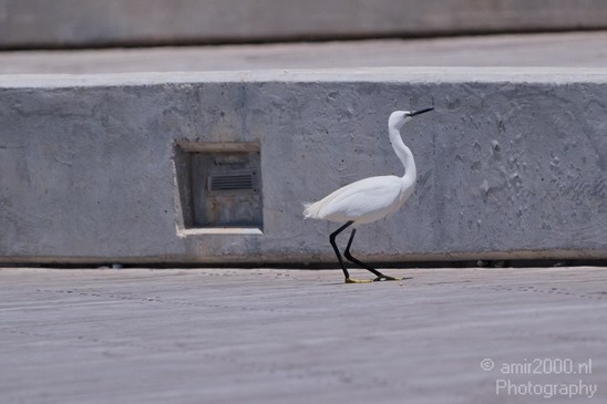 Nature_birds_Little_egret_Photography_001_Canon_EOS_7D.JPG