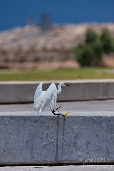 Nature_birds_Little_egret_Photography_002_Canon_EOS_7D.JPG