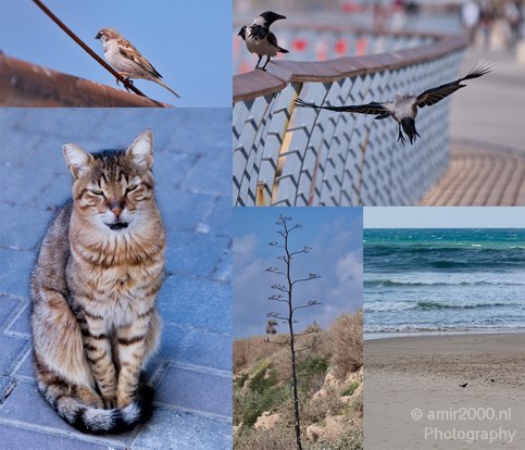 Nature_in_the_city_Tel_Aviv_Aviv-jaffa_Israel_Landscape_Photography_001_Canon_EOS_7D.JPG