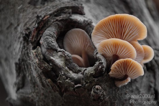Nature_photos_Mushroom_Landscape_Photography_001_Canon_EOS_7D.JPG
