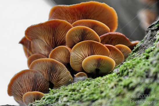 Nature_photos_Mushroom_Landscape_Photography_002_Canon_EOS_7D.JPG
