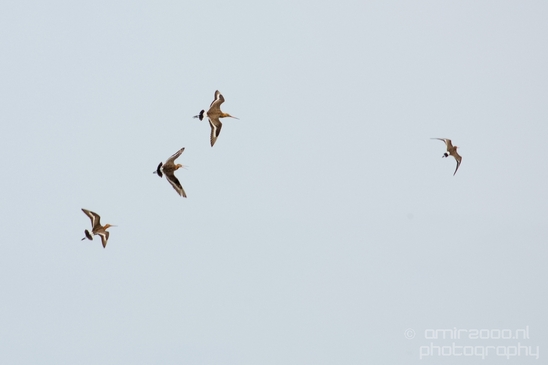 Nederlandse_Weidevogels_Dutch_Meadow_birds_nature_Photography_003_Canon_EOS_5D_Mark_IV.JPG