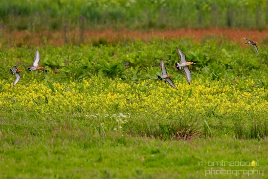 Nederlandse_Weidevogels_Dutch_Meadow_birds_nature_Photography_004_Canon_EOS_5D_Mark_IV.JPG