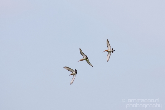 Nederlandse_Weidevogels_Dutch_Meadow_birds_nature_Photography_005_Canon_EOS_5D_Mark_IV.JPG