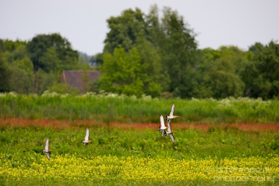 Nederlandse_Weidevogels_Dutch_Meadow_birds_nature_Photography_006_Canon_EOS_5D_Mark_IV.JPG