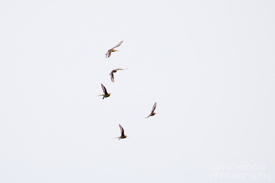Nederlandse_Weidevogels_Dutch_Meadow_birds_nature_Photography_007_Canon_EOS_5D_Mark_IV.JPG