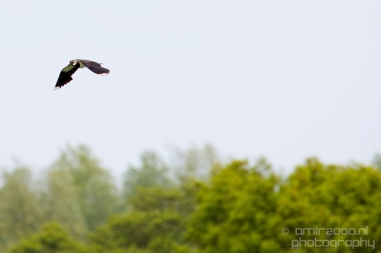 Nederlandse_Weidevogels_Dutch_Meadow_birds_nature_Photography_010_Canon_EOS_5D_Mark_IV.JPG