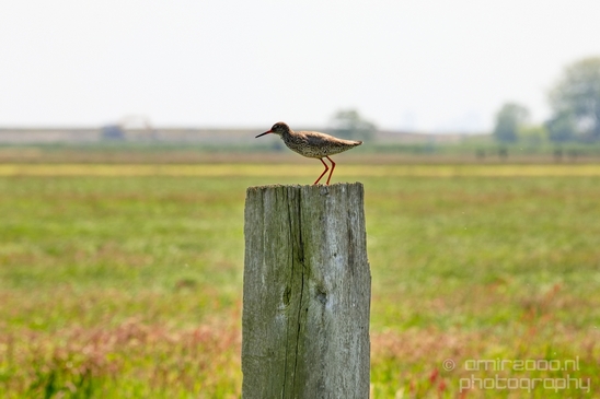 Nederlandse_Weidevogels_Dutch_Meadow_birds_nature_Photography_011_Canon_EOS_5D_Mark_IV.JPG