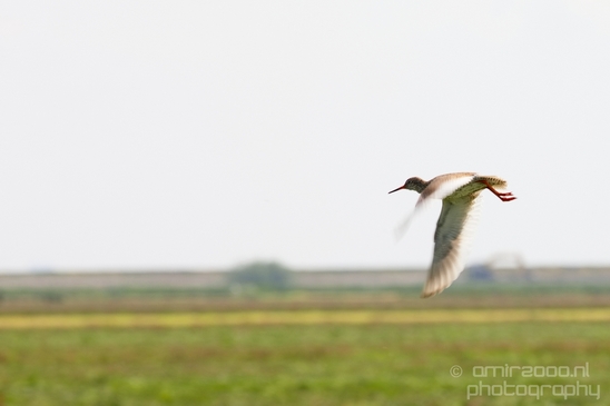 Nederlandse_Weidevogels_Dutch_Meadow_birds_nature_Photography_012_Canon_EOS_5D_Mark_IV.JPG