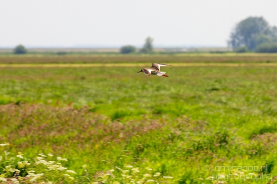 Nederlandse_Weidevogels_Dutch_Meadow_birds_nature_Photography_013_Canon_EOS_5D_Mark_IV.JPG