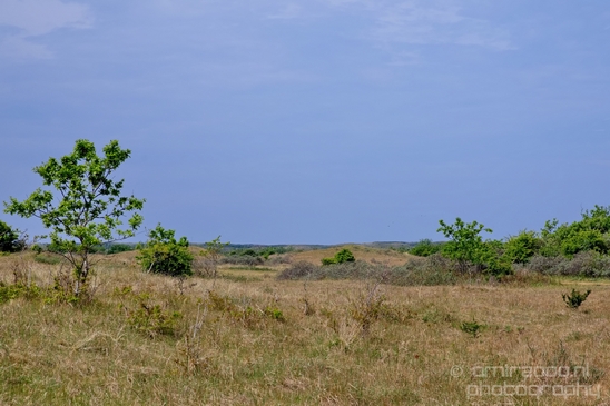 Noordhollands_Duinreservaat_Dutch_landscape_nederlandse_landschap_spring_lente_nature_Photography_008_Canon_EOS_5D_Mark_IV.JPG