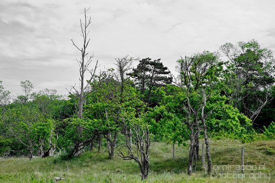 Noordhollands_Duinreservaat_Dutch_landscape_nederlandse_landschap_spring_lente_nature_Photography_009_Canon_EOS_5D_Mark_IV.JPG