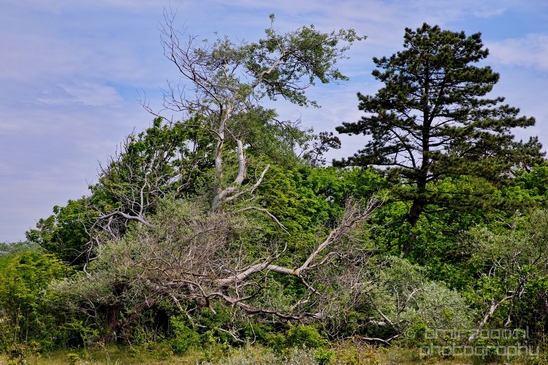 Noordhollands_Duinreservaat_Dutch_landscape_nederlandse_landschap_spring_lente_nature_Photography_010_Canon_EOS_5D_Mark_IV.JPG