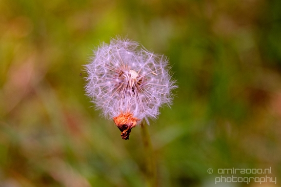 Noordhollands_Duinreservaat_Dutch_landscape_nederlandse_landschap_spring_lente_nature_Photography_014_Canon_EOS_5D_Mark_IV.JPG