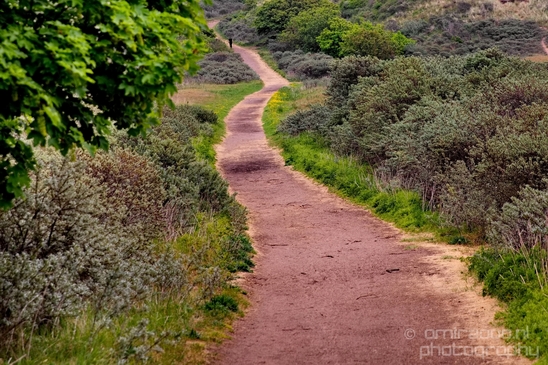 Noordhollands_Duinreservaat_Dutch_landscape_nederlandse_landschap_spring_lente_nature_Photography_018_Canon_EOS_5D_Mark_IV.JPG