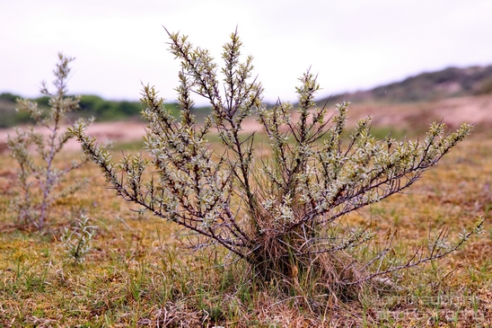 Noordhollands_Duinreservaat_Dutch_landscape_nederlandse_landschap_spring_lente_nature_Photography_019_Canon_EOS_5D_Mark_IV.JPG