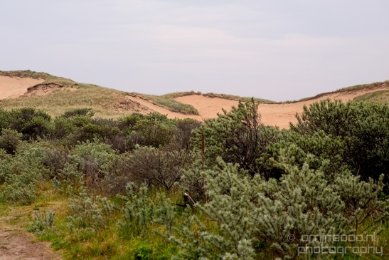 Noordhollands_Duinreservaat_Dutch_landscape_nederlandse_landschap_spring_lente_nature_Photography_026_Canon_EOS_5D_Mark_IV.JPG