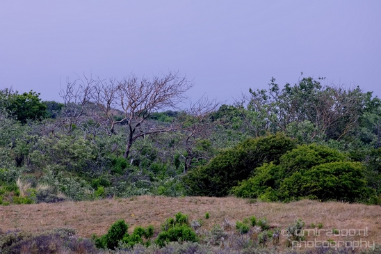 Noordhollands_Duinreservaat_Dutch_landscape_nederlandse_landschap_spring_lente_nature_Photography_028_Canon_EOS_5D_Mark_IV.JPG