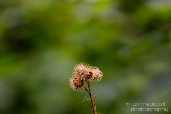 Noordhollands_Duinreservaat_Dutch_landscape_nederlandse_landschap_spring_lente_nature_Photography_031_Canon_EOS_5D_Mark_IV.JPG