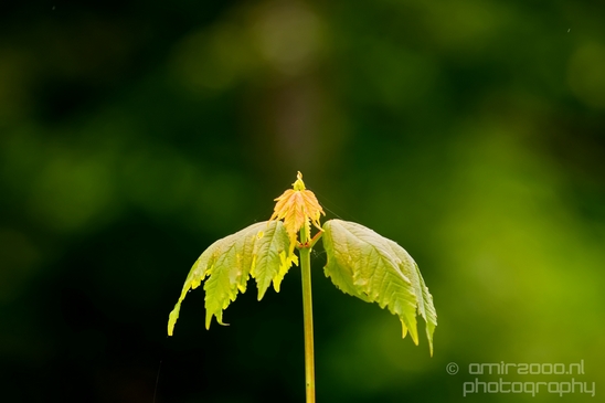 Noordhollands_Duinreservaat_Dutch_landscape_nederlandse_landschap_spring_lente_nature_Photography_032_Canon_EOS_5D_Mark_IV.JPG