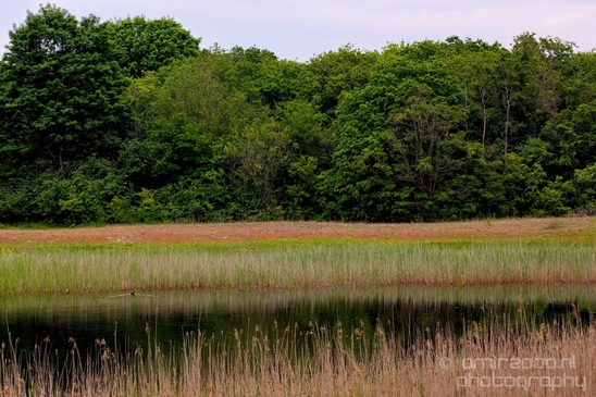 Noordhollands_Duinreservaat_Dutch_landscape_nederlandse_landschap_spring_lente_nature_Photography_036_Canon_EOS_5D_Mark_IV.JPG