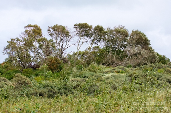 Noordhollands_Duinreservaat_North_Sea_Noordzee_Dutch_landscape_nederlandse_landschap_summer_nature_Photography_005_Canon_EOS_5D_Mark_IV.JPG