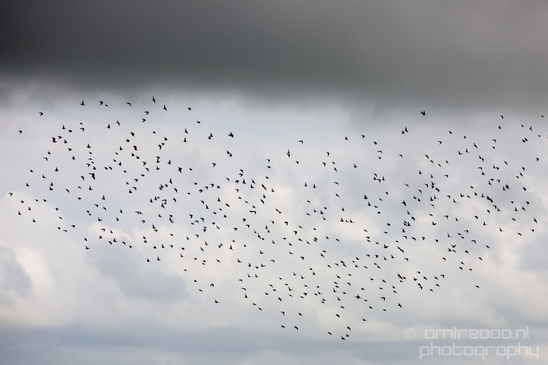 Noordhollands_Duinreservaat_North_Sea_Noordzee_Dutch_landscape_nederlandse_landschap_summer_nature_Photography_013_Canon_EOS_5D_Mark_IV.JPG