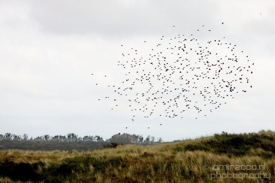 Noordhollands_Duinreservaat_North_Sea_Noordzee_Dutch_landscape_nederlandse_landschap_summer_nature_Photography_015_Canon_EOS_5D_Mark_IV.JPG