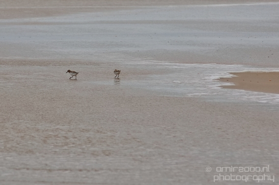 Noordhollands_Duinreservaat_North_Sea_Noordzee_Dutch_landscape_nederlandse_landschap_summer_nature_Photography_026_Canon_EOS_5D_Mark_IV.JPG