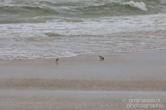 Noordhollands_Duinreservaat_North_Sea_Noordzee_Dutch_landscape_nederlandse_landschap_summer_nature_Photography_027_Canon_EOS_5D_Mark_IV.JPG