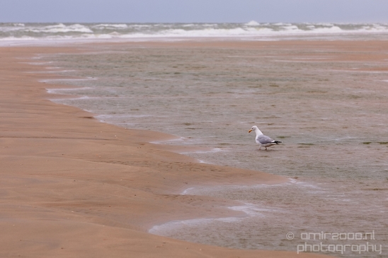 Noordhollands_Duinreservaat_North_Sea_Noordzee_Dutch_landscape_nederlandse_landschap_summer_nature_Photography_028_Canon_EOS_5D_Mark_IV.JPG