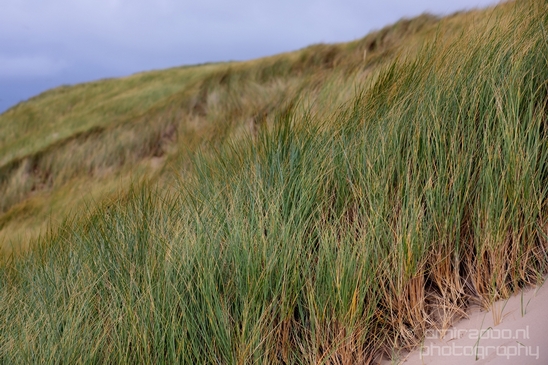 Noordhollands_Duinreservaat_North_Sea_Noordzee_Dutch_landscape_nederlandse_landschap_summer_nature_Photography_031_Canon_EOS_5D_Mark_IV.JPG