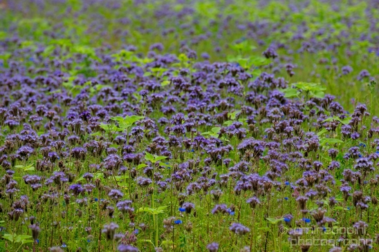 Noordhollands_Duinreservaat_North_Sea_Noordzee_Dutch_landscape_nederlandse_landschap_summer_nature_Photography_036_Canon_EOS_5D_Mark_IV.JPG
