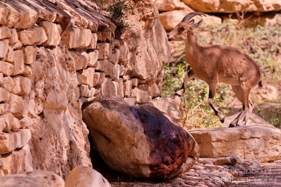 Nubian_ibex_Nature_Sde_Boker_desert_scenery_Negev_Israel_Landscape_Photography_001_Canon_EOS_5D_Mark_IV.JPG