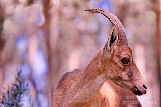 Nubian_ibex_Nature_Sde_Boker_desert_scenery_Negev_Israel_Landscape_Photography_002_Canon_EOS_5D_Mark_IV.JPG