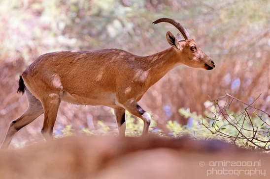 Nubian_ibex_Nature_Sde_Boker_desert_scenery_Negev_Israel_Landscape_Photography_003_Canon_EOS_5D_Mark_IV.JPG