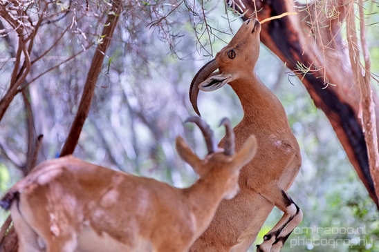 Nubian_ibex_Nature_Sde_Boker_desert_scenery_Negev_Israel_Landscape_Photography_004_Canon_EOS_5D_Mark_IV.JPG