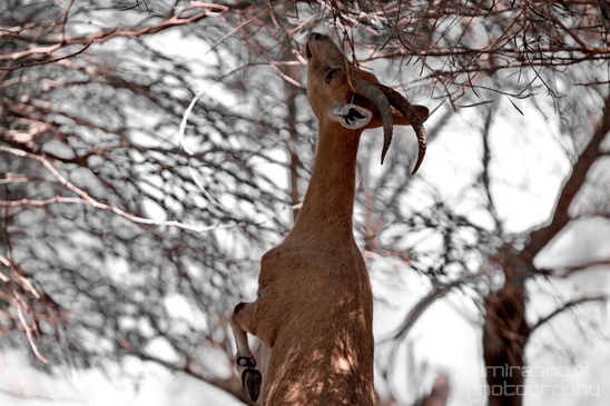 Nubian_ibex_Nature_Sde_Boker_desert_scenery_Negev_Israel_Landscape_Photography_005_Canon_EOS_5D_Mark_IV.JPG