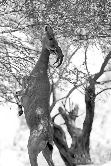 Nubian_ibex_Nature_Sde_Boker_desert_scenery_Negev_Israel_Landscape_Photography_006_Canon_EOS_5D_Mark_IV.JPG