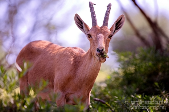 Nubian_ibex_Nature_Sde_Boker_desert_scenery_Negev_Israel_Landscape_Photography_007_Canon_EOS_5D_Mark_IV.JPG