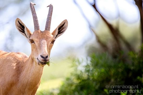 Nubian_ibex_Nature_Sde_Boker_desert_scenery_Negev_Israel_Landscape_Photography_008_Canon_EOS_5D_Mark_IV.JPG