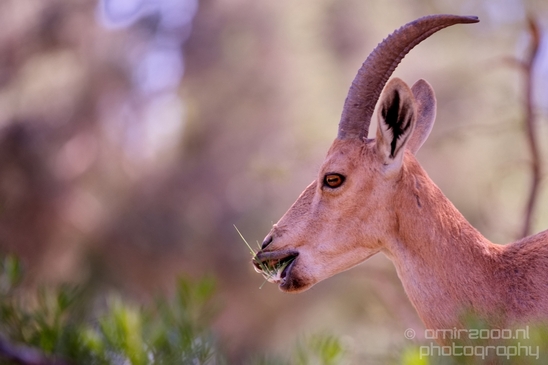 Nubian_ibex_Nature_Sde_Boker_desert_scenery_Negev_Israel_Landscape_Photography_009_Canon_EOS_5D_Mark_IV.JPG